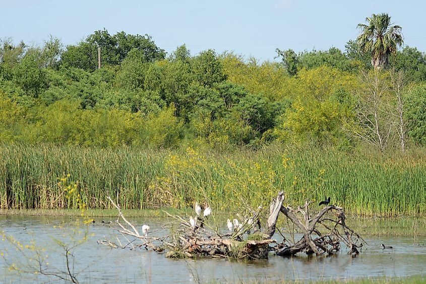 Willow Lake at Santa Ana National Wildlife Refuge in Hidalgo County, near Donna Reservoir, Texas.