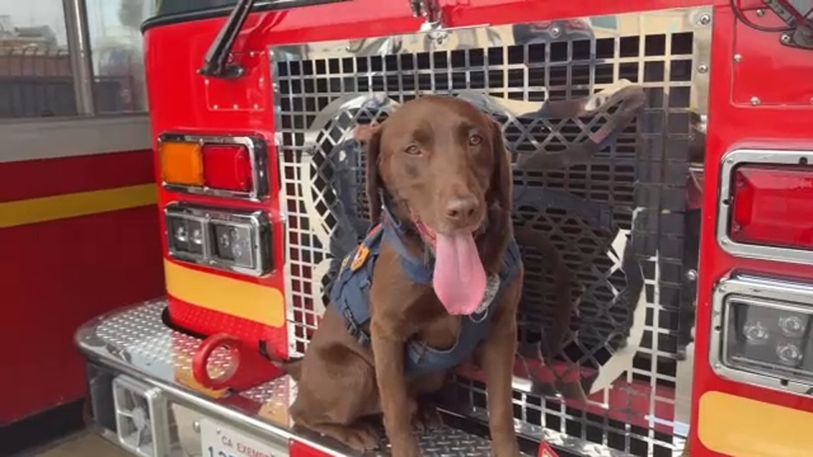 Meet Joey, the LA County USA-2 search-and-rescue K-9 who helped find 3 survivors in Venezuela quake rubble