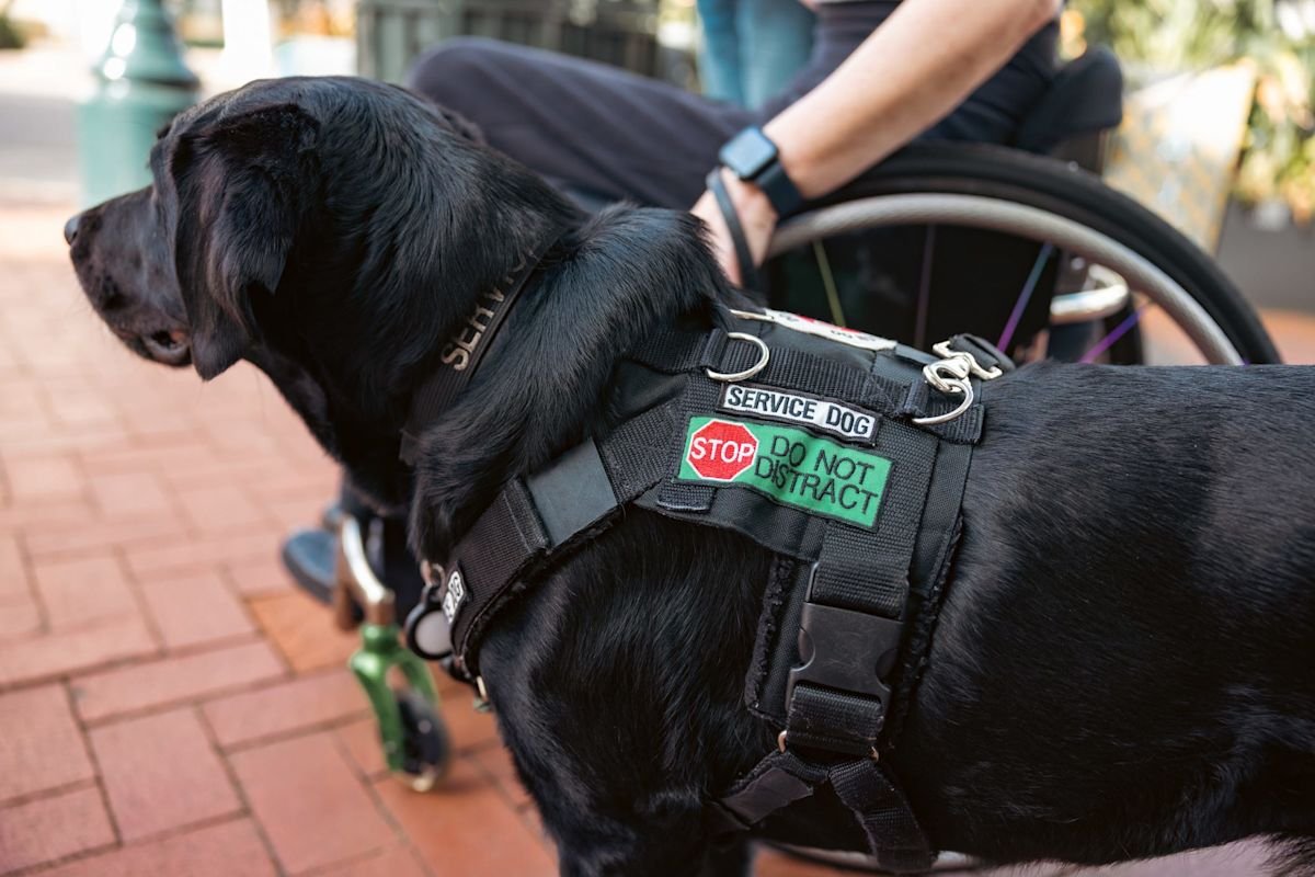 US Mint unveils new commemorative coins honoring working dogs