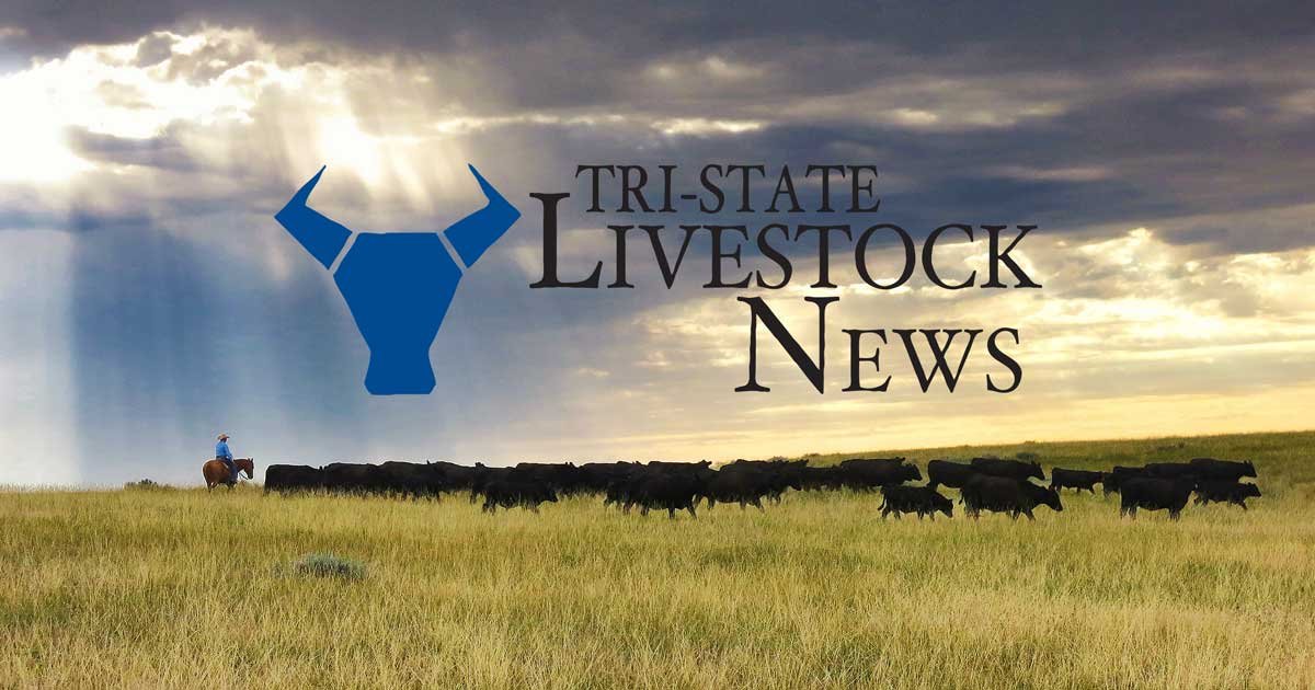 R-CALF USA 2025-26 Calf sale fundraisers raise more than $135,000