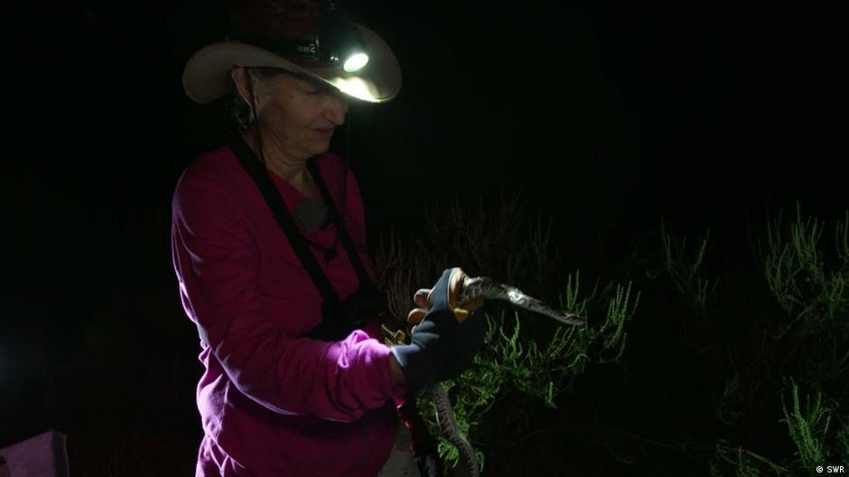 USA: Hunting invasive pythons in the Everglades