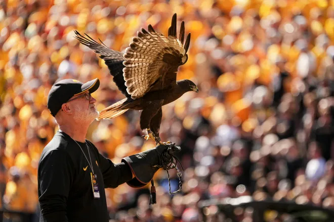A hawk flaps its wings on the field during the NCAA football game between the Iowa Hawkeyes and the Ohio State Buckeyes at Kinnick Stadium in Iowa City on Oct. 3, 2026.